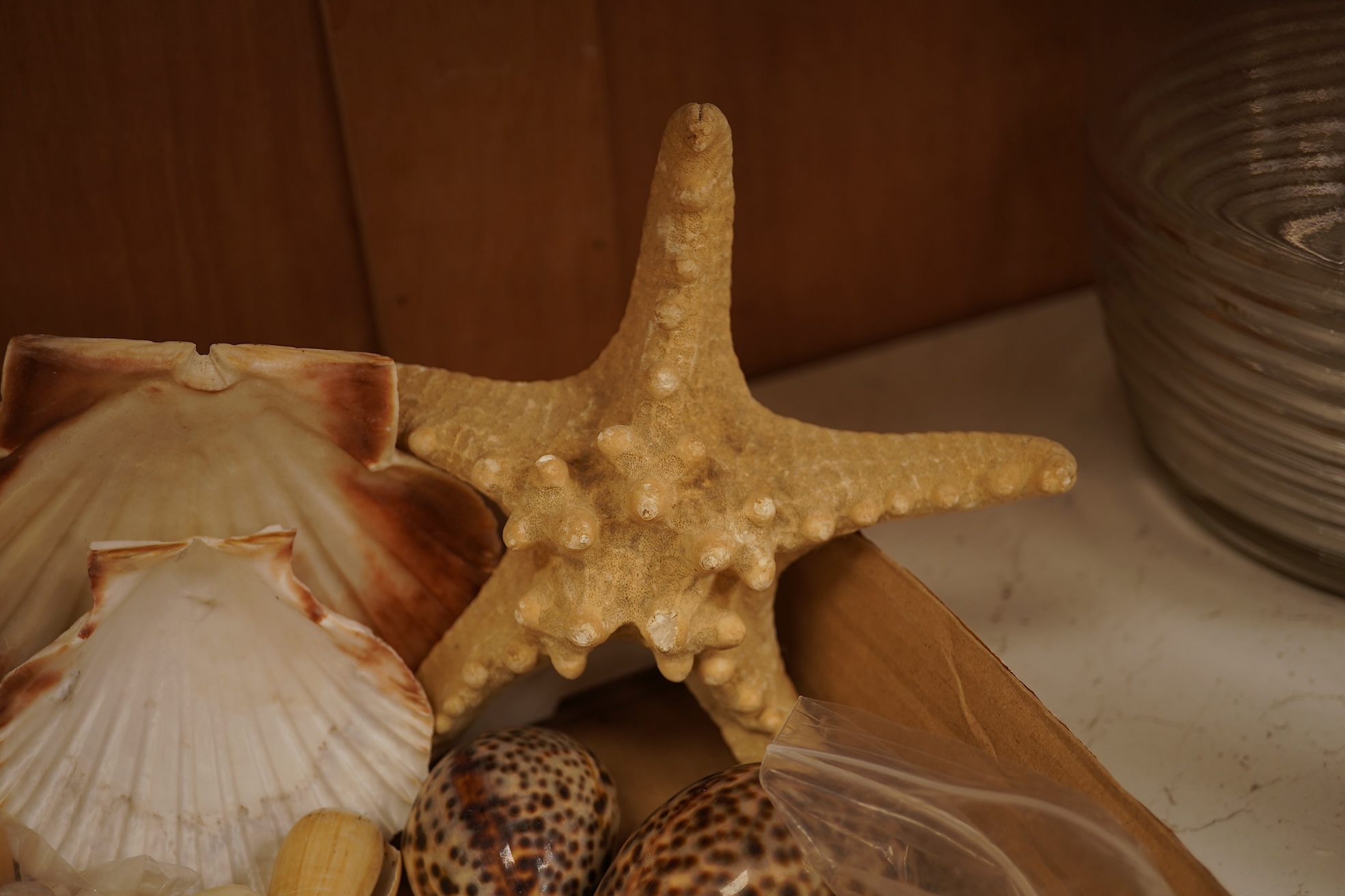 A collection of natural history interest shells to include conch shells, largest approximately 24cm wide